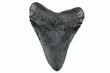 Fossil Megalodon Tooth - South Carolina #265037-1